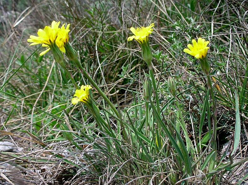 Scorzonera austriaca Willd. / Scorzonara barbuta